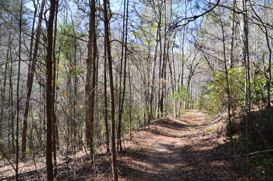 Chattahoochee National Forest: Long Branch Trail and Green