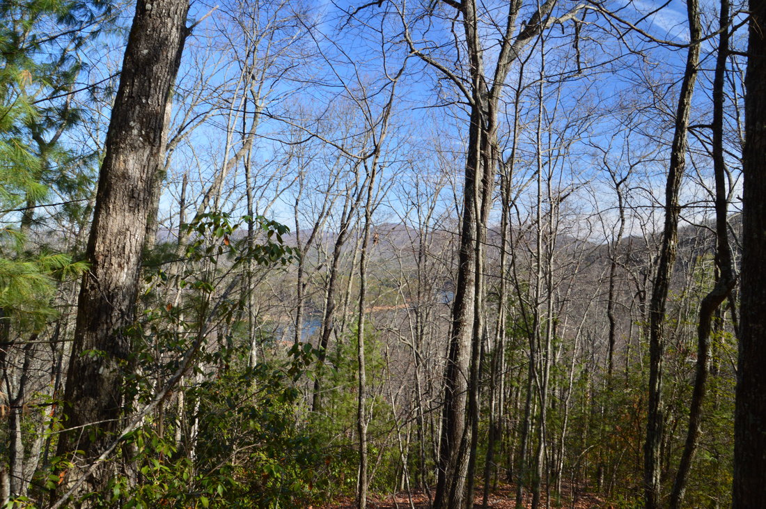 Chattahoochee National Forest: Long Branch Trail and Green